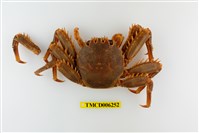 藏品(近親盾牌蟹)的圖片